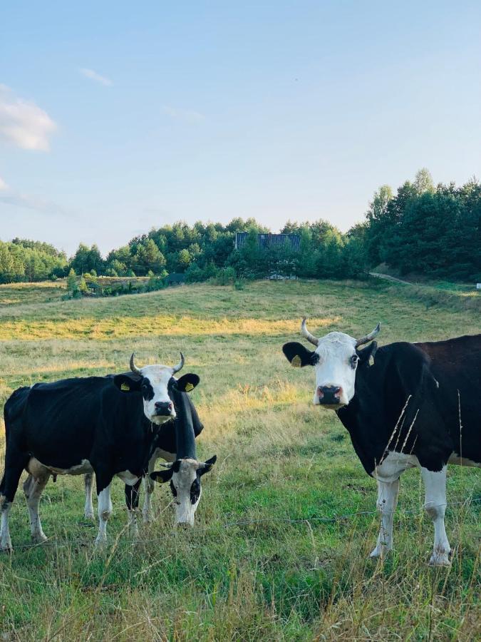 Vila Domki Na Kaszubach - Golubie - Sikorska Dolina I Stara Sikorska Huta Exteriér fotografie